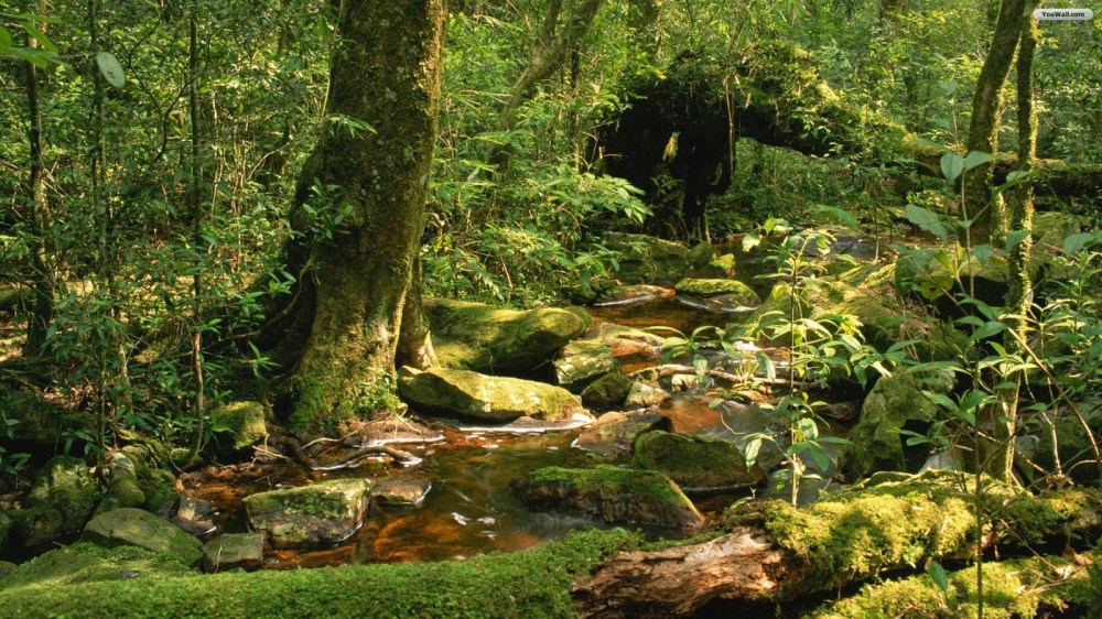 ecc41-wildlife-sanctuary-wallpaper